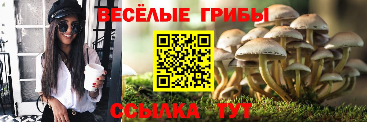 Псилоцибиновые грибы Psilocybine cubensis Павловский Посад